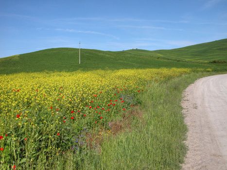 Detail of Tuscan Countryside, Italy