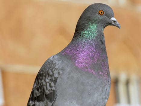 Pigeon in Siena, Tuscany, Italy in February