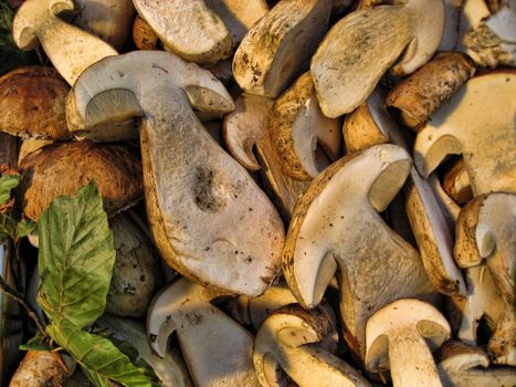 A bucket of Boletus taken in a Italian Wood