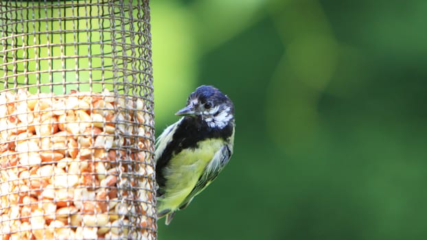 Great Tit (Parus major) juvenile