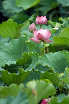 The growth of the lotus pond
