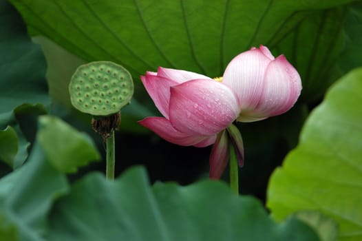 The growth of the lotus pond
