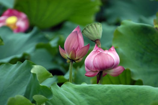 The growth of the lotus pond
