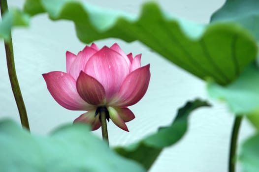 The growth of the lotus pond
