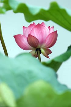 The growth of the lotus pond
