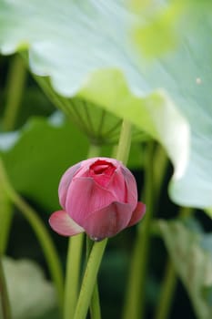 The growth of the lotus pond
