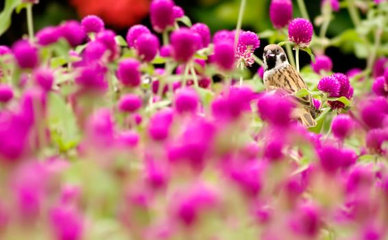There is a cute sparrow stand on the beautiful purple flowers.