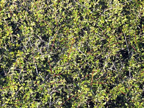 Texture, detail of shrub growing in the wild on the Mediterranean island of Malta