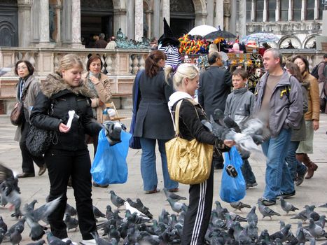 Pigeons go after food in St. Mark's Square in Venice, Italy. Venice banned feeding pigeons in the square on May 1, 2008.
