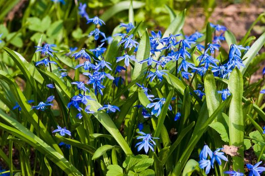 Early spring Blue Scilla (Squill) blossom background