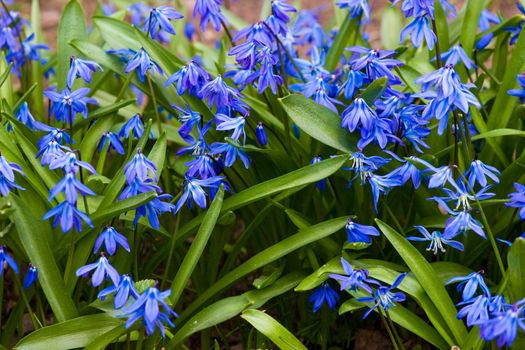 Early spring Blue Scilla (Squill) blossom background