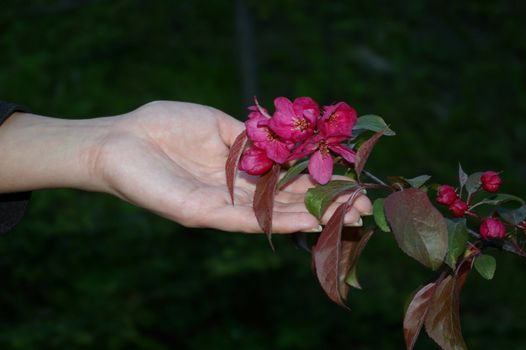 gardens flower