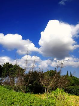 Mediterranean wild garden on the island of Malta