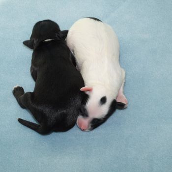 two newborn puppies representing yin and yang, lying head to tail on a light blue fleece blanket