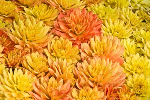 bunch of yellow flowers, holiday background, congratulations!