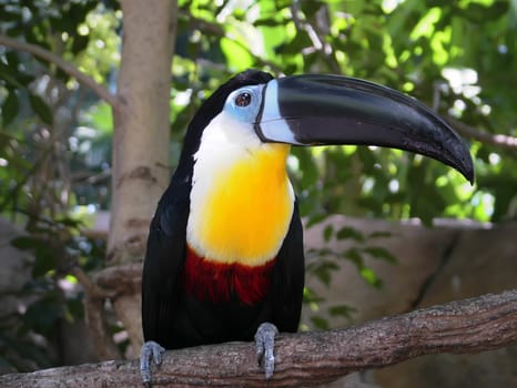 Exotic Bird Series - Photos depicting various birds found in the tropics