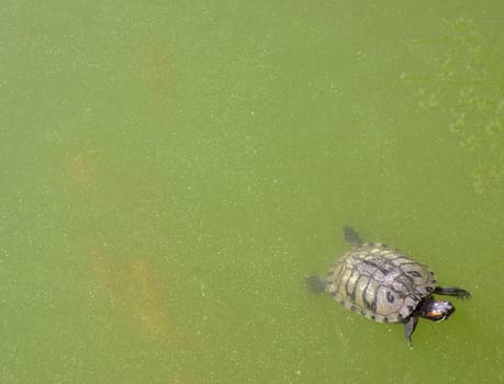 Turtle swimming in murky water