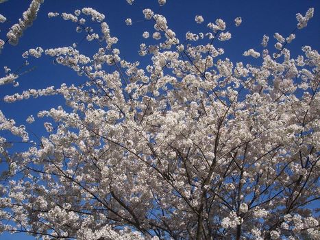 Cherry blossom blooms against a blue sky.
