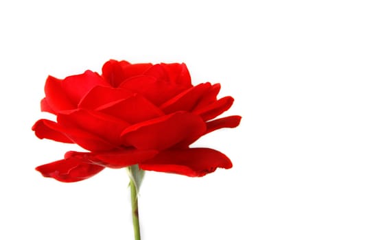 A red rose isolated on a white background with copy space.