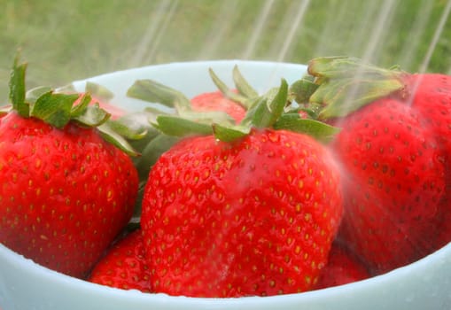 fresh strawberries being washed.
