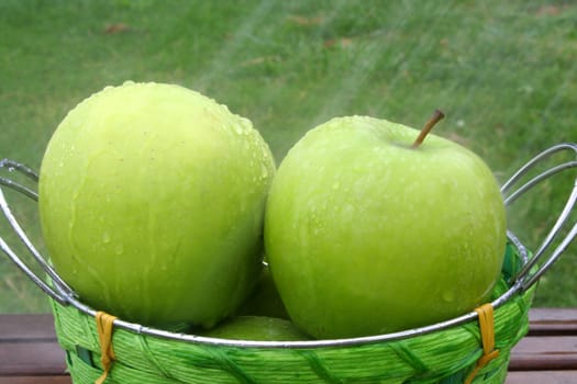 Basket of green apples being washed.