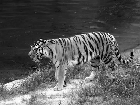 Beautiful tiger on the prowl in its natural habitat by waterhole
