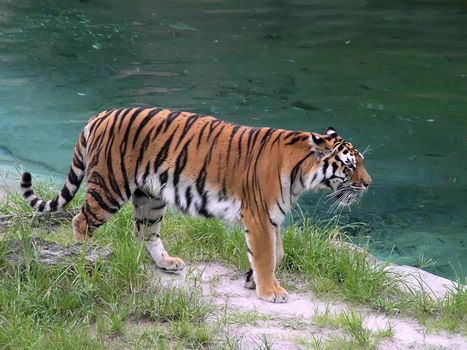 Beautiful tiger on the prowl in its natural habitat by waterhole