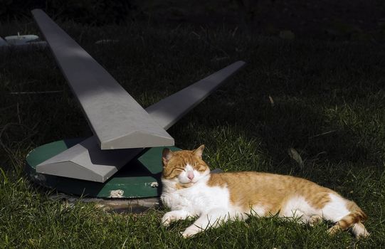 Stray cat lazing about on a garden clock dial    