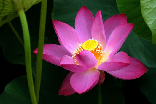 The growth of the lotus pond 