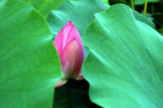 The growth of the lotus pond 