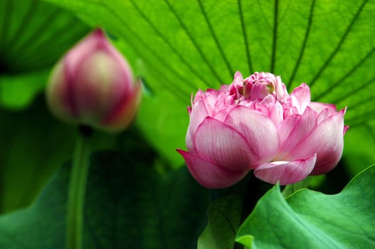 The growth of the lotus pond 