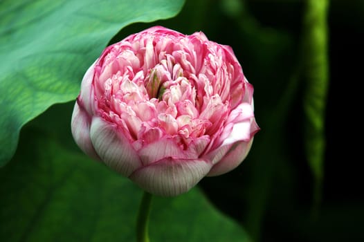 The growth of the lotus pond 