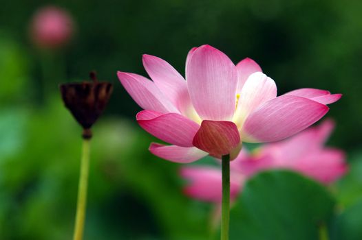 The growth of the lotus pond 