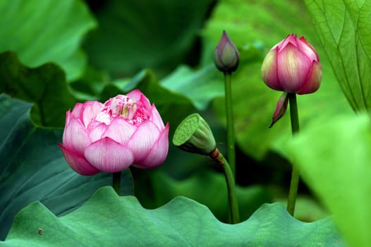 The growth of the lotus pond 