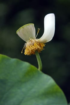 The growth of the lotus pond 