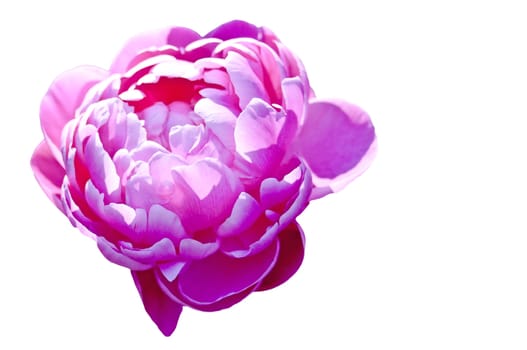 peony