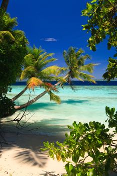 Tropical Paradise at Maldives with palms and blue sky