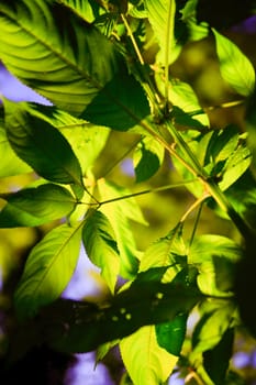 green young leafs detail foto