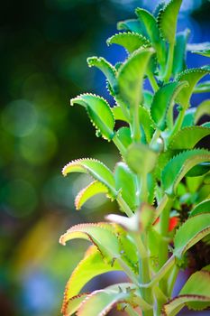 Aloe Vera - best healing plant