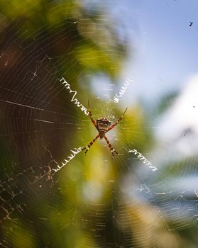 Spider in a Dew Covered Web