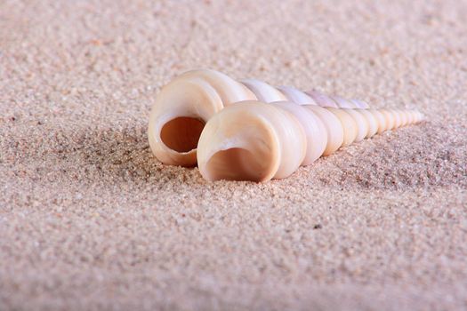 Two spiral cockleshells against sand. On seacoast.