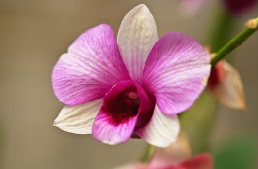 A macro of a purple orchid flower in day light