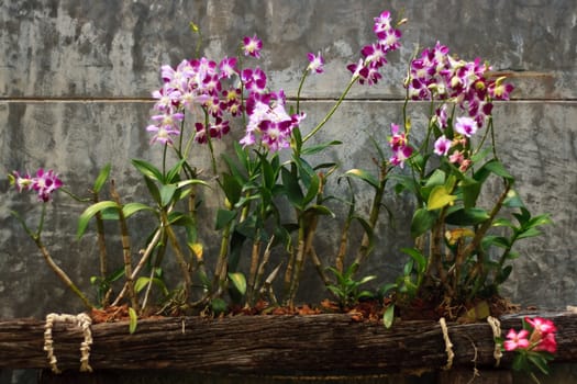 A set of light and dark purple orchids in front of gray wall