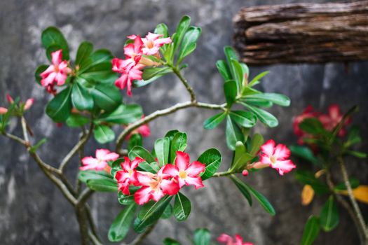 A set of pink flowers in front of wood and a gray wall