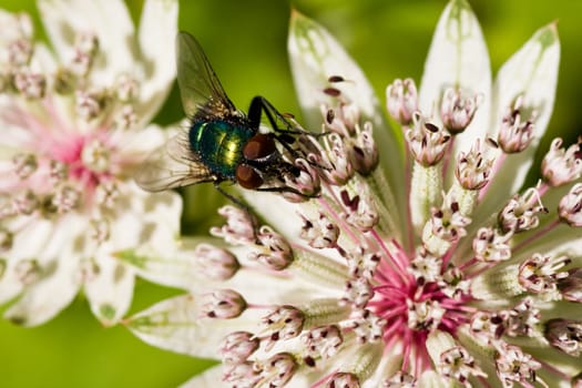 Blooming flowers on  Great masterwort with green fly in summer