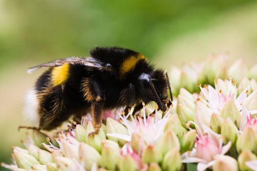 Bumble bee getting nectar from Sedum flowers