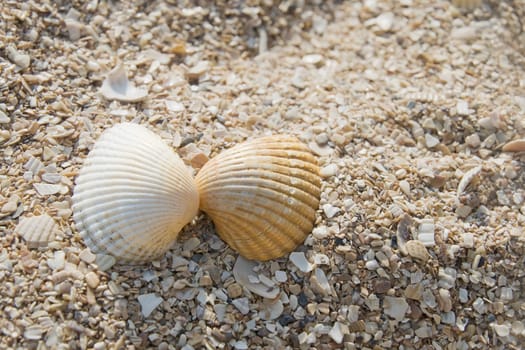 Two seashells on a sand beach, romantic concept