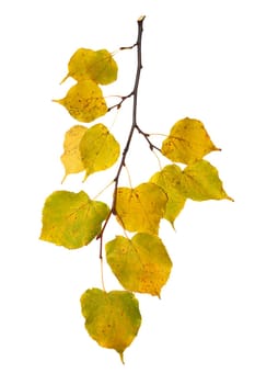 Beautiful golden leaves in autumn