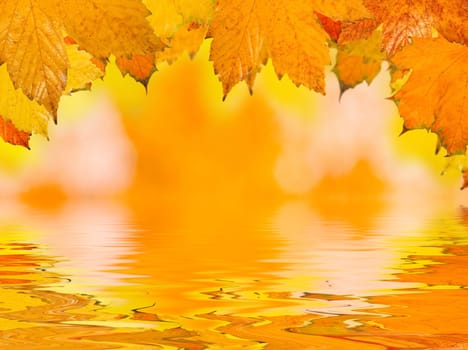 Beautiful golden leaves in autumn