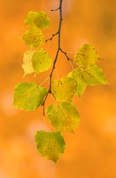 Beautiful leaves in autumn